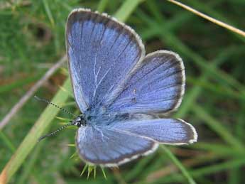 Phengaris alcon alcon D. & S. adulte - �Guillaume Doucet