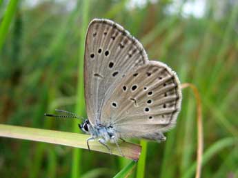 Phengaris alcon alcon D. & S. adulte - �Guillaume Doucet
