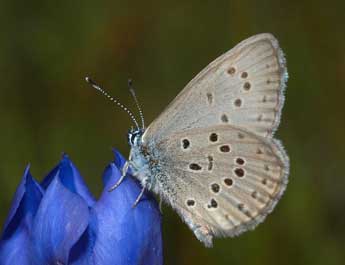 Phengaris alcon alcon D. & S. adulte - �Fran�ois Spill