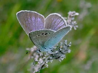 Glaucopsyche alexis Poda adulte - �Philippe Mothiron