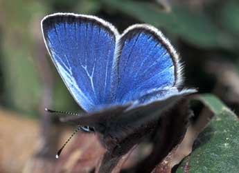 Glaucopsyche alexis Poda adulte - �Tristan Lafranchis