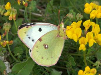 Colias alfacariensis Ribbe adulte - �Claire Hodd�