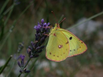 Colias alfacariensis Ribbe adulte - �Philippe Mothiron