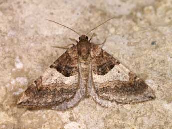 Antilurga alhambrata Stgr adulte - �Lionel Taurand