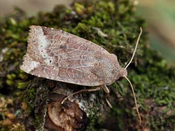 Conistra alicia Lajonq. adulte - �Daniel Morel