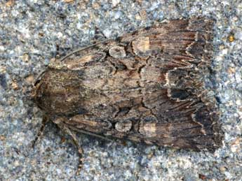 Lacanobia aliena Hb. adulte - �Daniel Morel