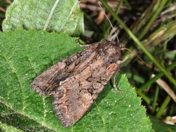 Lacanobia aliena Hb. adulte - �Philippe Mothiron