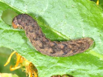  Chenille de Lacanobia w-latinum Hfn. - �Philippe Mothiron