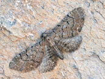 Eupithecia alliaria Stgr adulte - �Daniel Morel