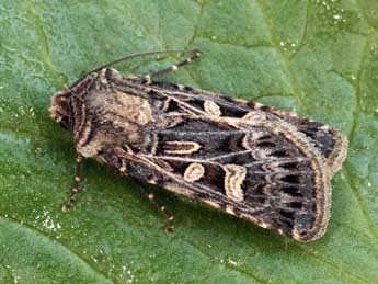 Chersotis alpestris Bsdv. adulte - �Daniel Morel