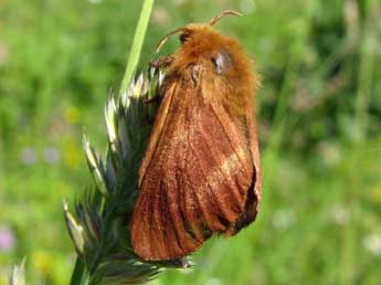 Malacosoma alpicola Stgr adulte - �Beno�t M�ry