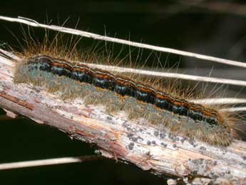  Chenille de Malacosoma alpicola Stgr - �Philippe Mothiron