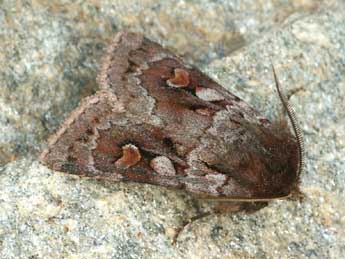 Xestia alpicola Zett. adulte - �Daniel Morel