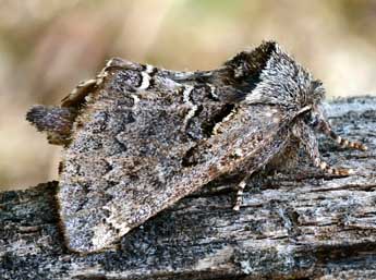 Rhegmatophila alpina Bell. adulte - �Daniel Morel