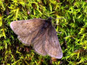 Psodos alpinata Scop. adulte - �Daniel Morel