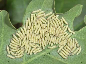  Chenille de Moma alpium Osbeck - �Philippe Mothiron