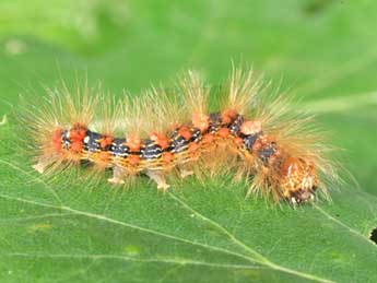  Chenille de Moma alpium Osbeck - �Philippe Mothiron