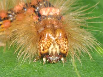  Chenille de Moma alpium Osbeck - �Philippe Mothiron