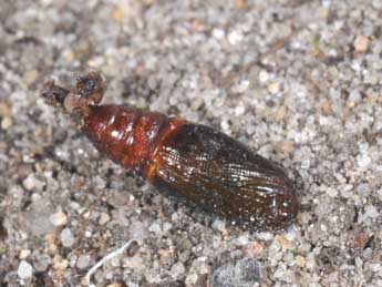  Chrysalide de Macaria alternata D. & S. - �Philippe Mothiron