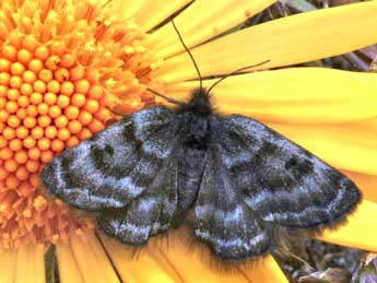 Psodos alticolaria Mn adulte - �Daniel Morel