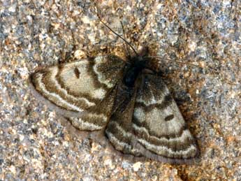 Psodos alticolaria Mn adulte - �Daniel Morel