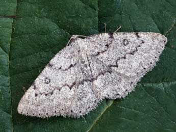 Charissa ambiguata ambiguata Dup. adulte - �Daniel Morel