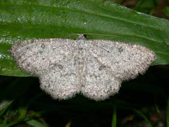 Charissa ambiguata ambiguata Dup. adulte - �Philippe Mothiron