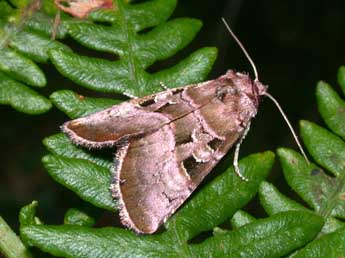Eucarta amethystina Hb. adulte - �Philippe Mothiron