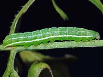  Chenille de Eucarta amethystina Hb. - �St�phane Grenier