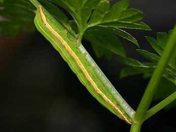  Chenille de Eucarta amethystina Hb. - �www.insecte.org