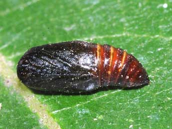  Chrysalide de Eucarta amethystina Hb. - �St�phane Grenier