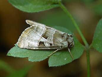 Eucarta amethystina Hb. adulte - �David Demerges
