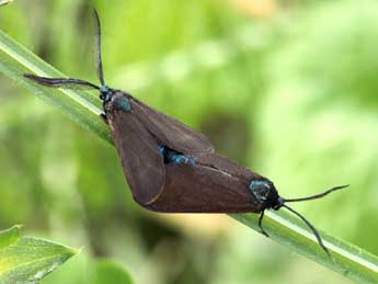 Theresimima ampellophaga Bayle-B. adulte - �Daniel Morel