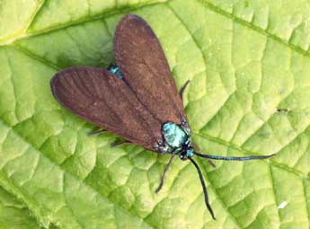 Theresimima ampellophaga Bayle-B. adulte - �Daniel Morel