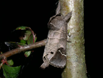 Clostera anachoreta D. & S. adulte - �Philippe Mothiron