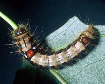  Chenille de Clostera anachoreta D. & S. - �Philippe Mothiron