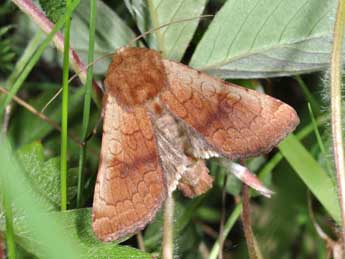 Sideridis lampra Schaw. adulte - �Philippe Mothiron