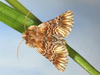 Amephana anarrhini Dup. adulte - �Jean Haxaire