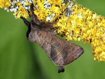 Clostera anastomosis L. adulte - �Daniel Morel