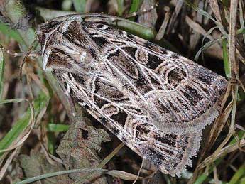 Chersotis anatolica Draudt adulte - �David Demerges