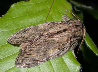 Peridea anceps Gze adulte - �Philippe Mothiron