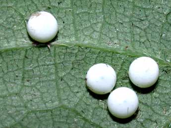  Oeuf de Peridea anceps Gze - �Philippe Mothiron