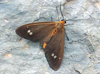 Dysauxes ancilla L. adulte - �Daniel Morel