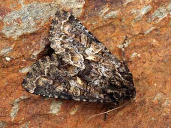 Conisania andalusica Stgr adulte - �Daniel Morel