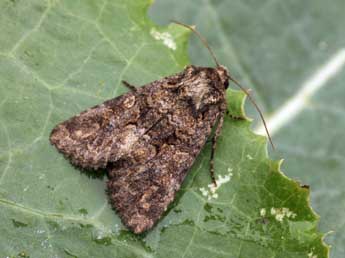 Conisania andalusica Stgr adulte - �Daniel Morel