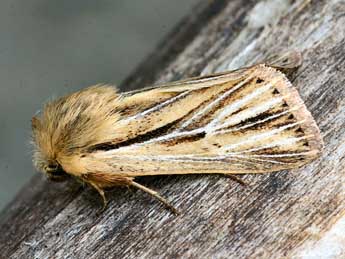 Mythimna anderreggii Bsdv. adulte - �Daniel Morel