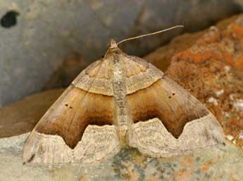 Scotopteryx angularia Vill. adulte - �Daniel Morel