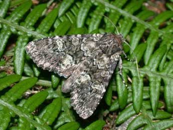 Mniotype anilis Bsdv. adulte - �Philippe Mothiron