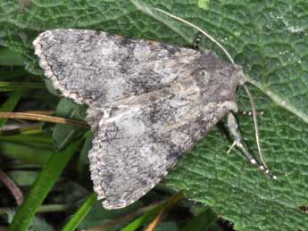 Mniotype anilis Bsdv. adulte - �Philippe Mothiron