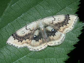 Cyclophora annularia F. adulte - �Philippe Mothiron